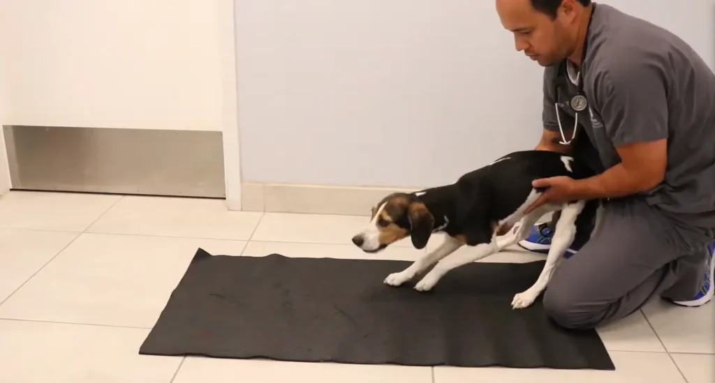 Causes of Meningitis in Dogs