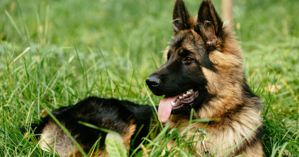 German shepherd is sitting on the grass