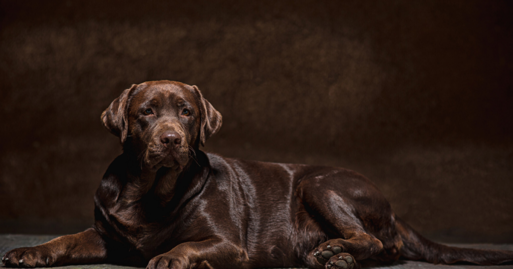 labrador Retriever is sitting.