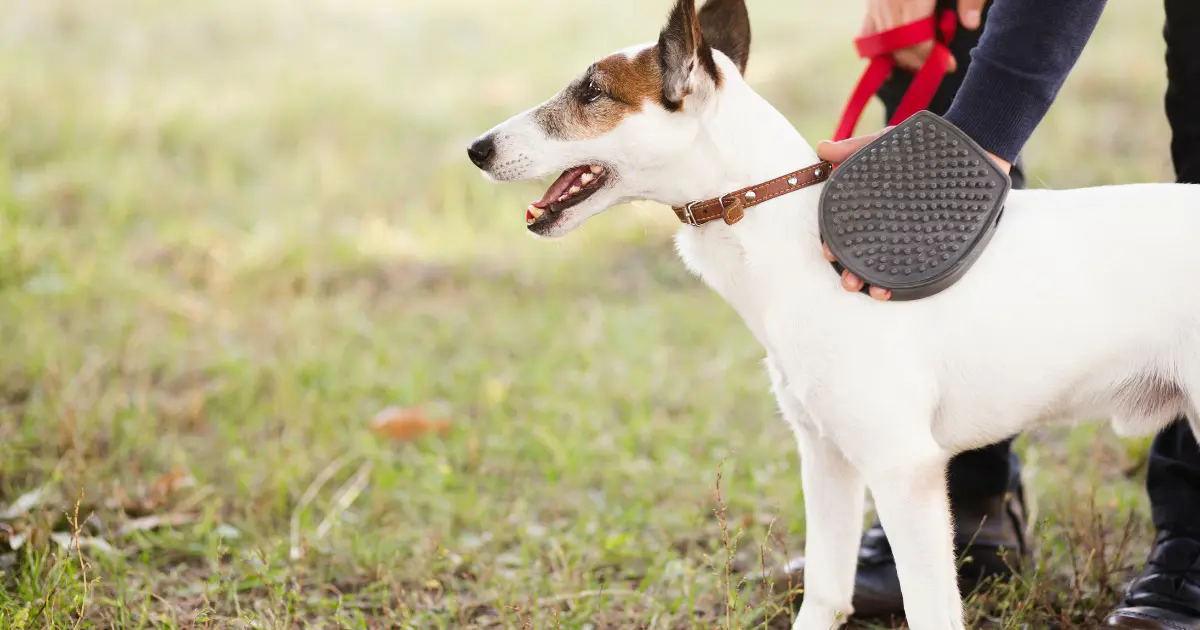 How to become a dog groomer