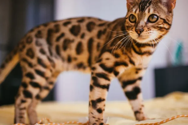 Black Footed Cat stands on yellow bed