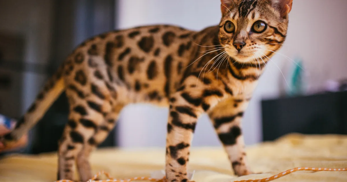 Black Footed Cat stands on yellow bed