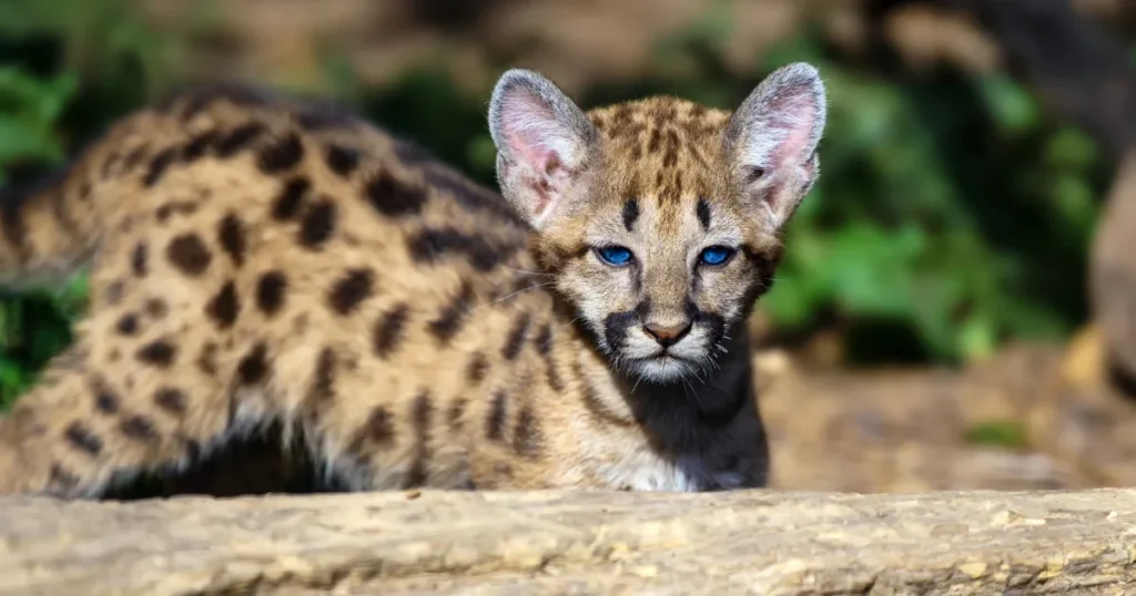 10 Fascinating Facts About the Black Footed Cat