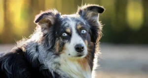 Blue Merle Border Collies