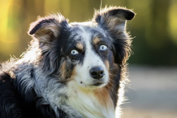 Blue Merle Border Collies