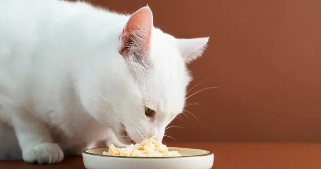 cat is eating nutritional yeast