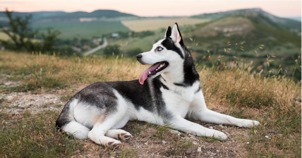 husky dog sitting on the grass