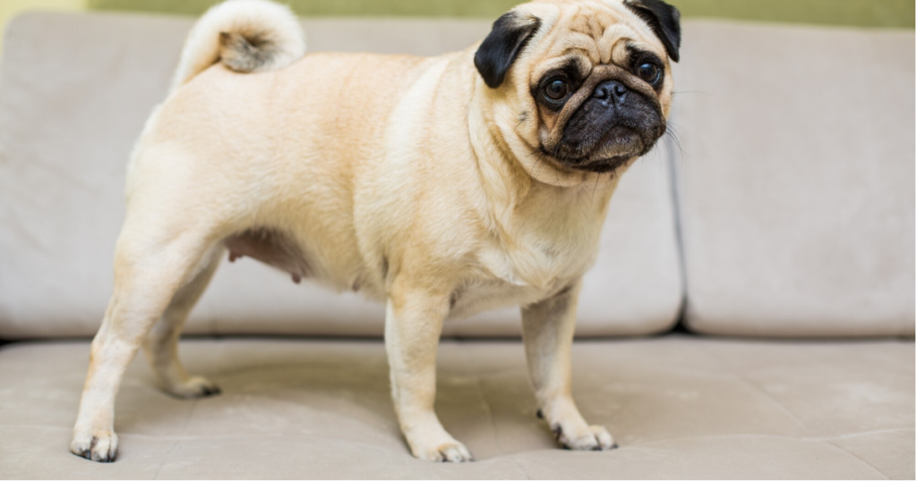 pug dog is standing on the sofa.