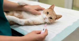 Feline Diabetes