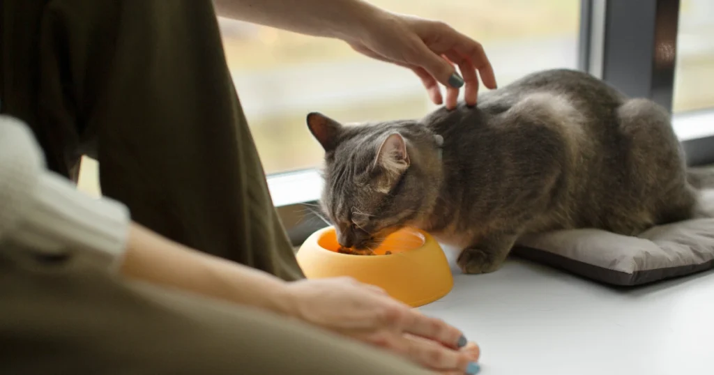 women is feeding the cat