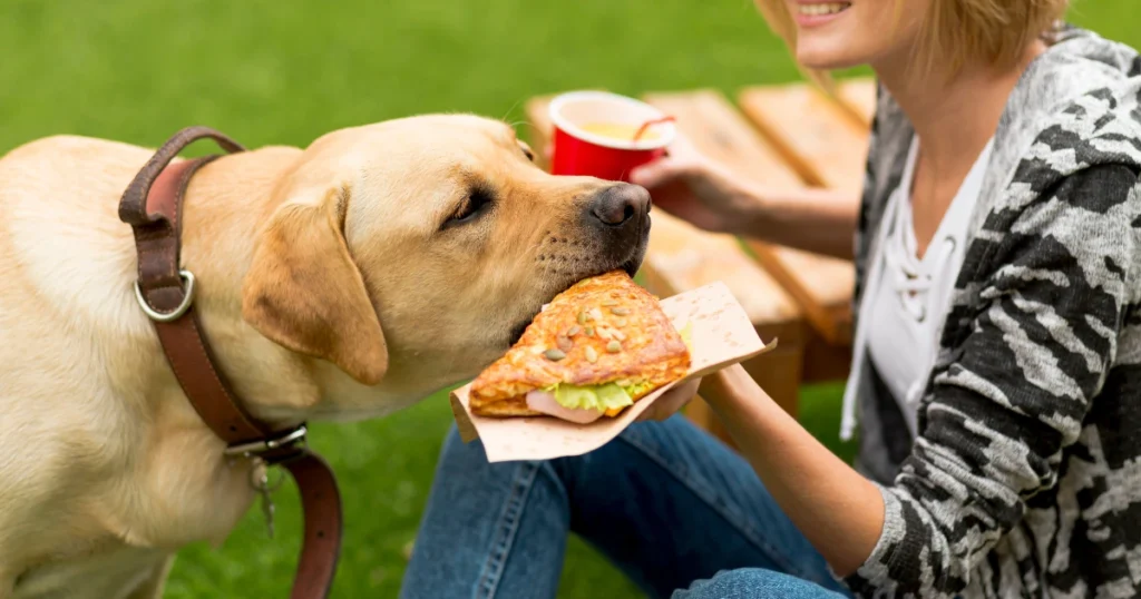 dog is eating pizza with his owner.