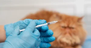 FVRCP Vaccine to cat