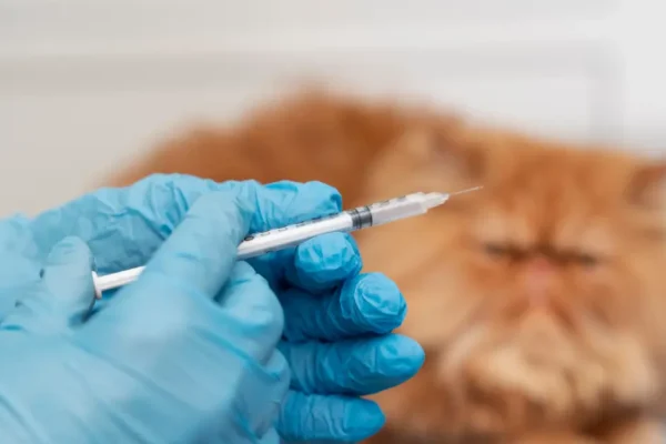 FVRCP Vaccine to cat