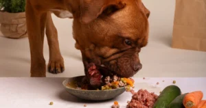A brown dog eats a bowl of mixed meat and vegetables, with zucchinis and carrots nearby