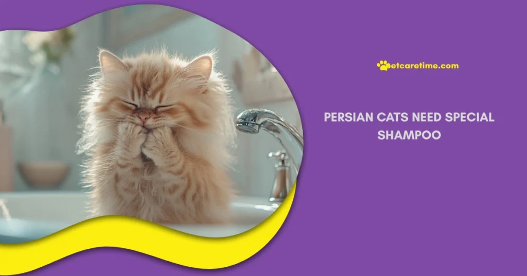 Persian Cats Need Special Shampoo