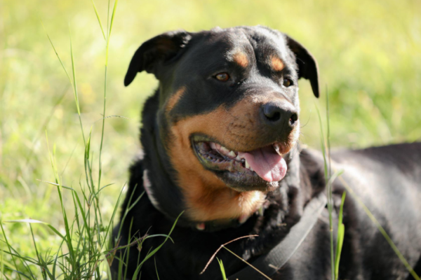 A mature beauceron lying in the grass on a sunny day, with a happy expression and black-and-tan coat.