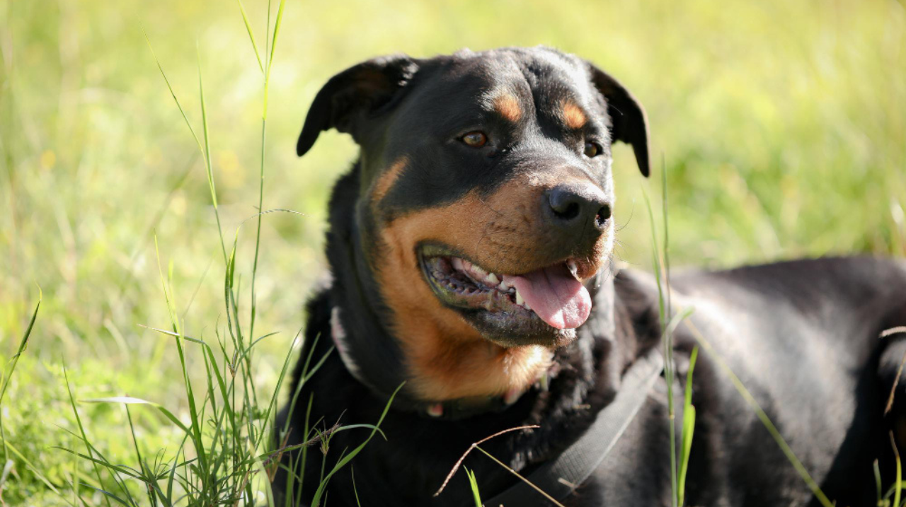A mature beauceron lying in the grass on a sunny day, with a happy expression and black-and-tan coat.