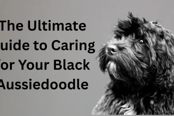 The Ultimate Guide to Caring for Your Black Aussiedoodle black aussiedoodle
