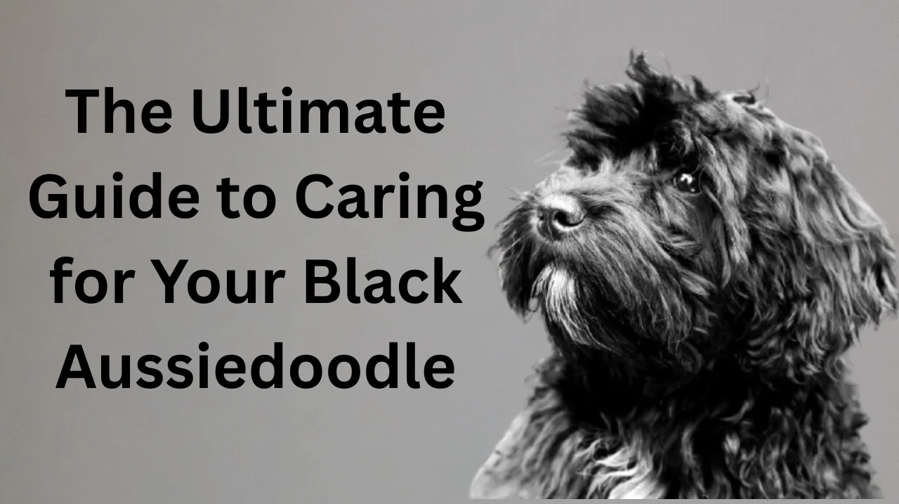 black aussiedoodle