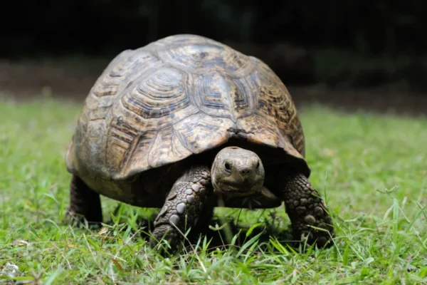 Top 10 Essential Pet Turtle Care Tips pet turtle care tips