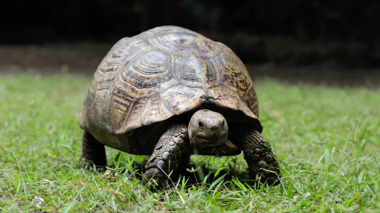 pet turtle care tips