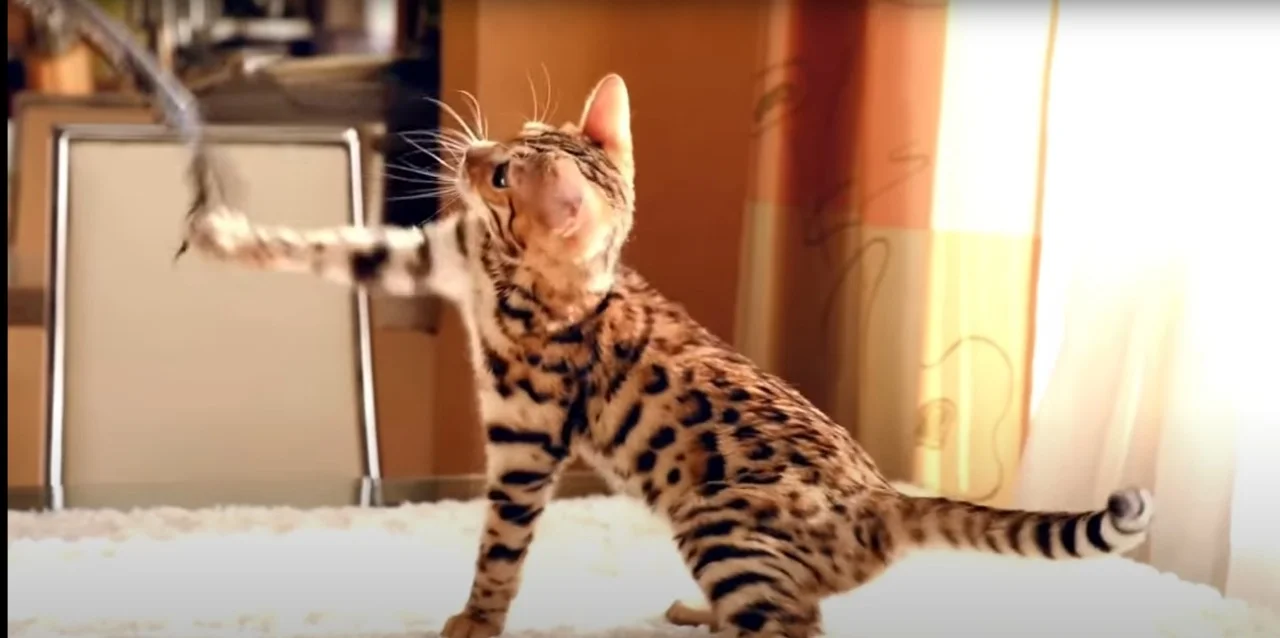 red bengal cat