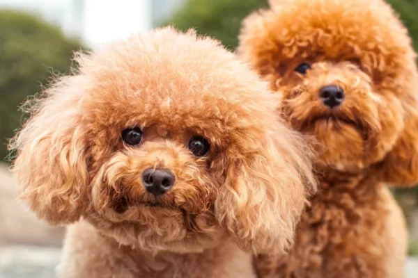 Red Liver Shih Tzu: Unique Coat and Care Tips red liver shih tzu